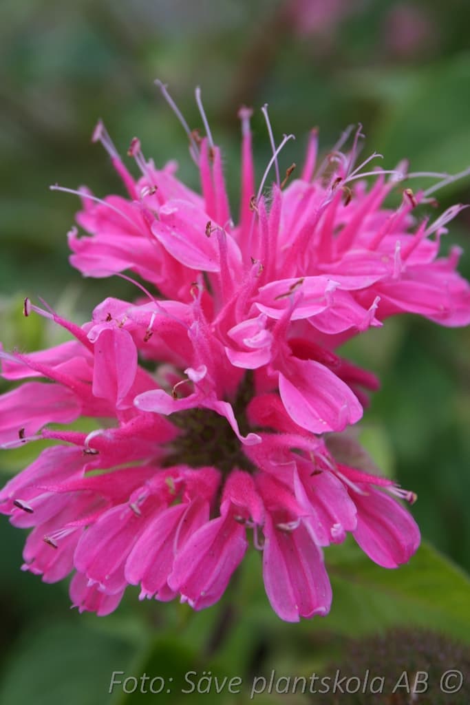 Monarda 'Marshall's Delight'