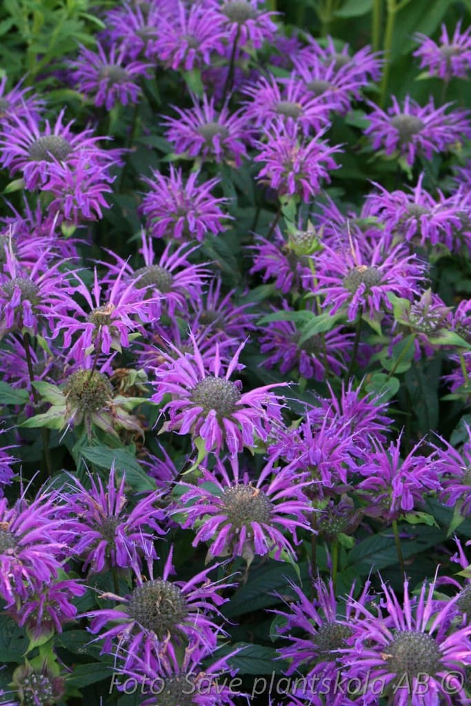 Monarda 'Prärienacht'