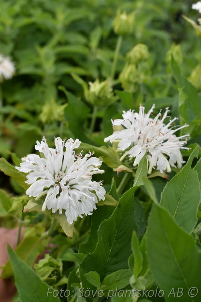 Monarda  'Schneewittchen'