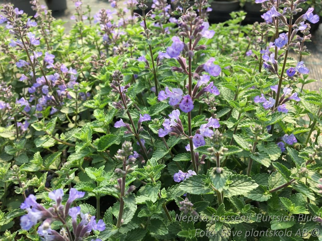 Nepeta faassenii 'Purrsian Blue' (PBR)