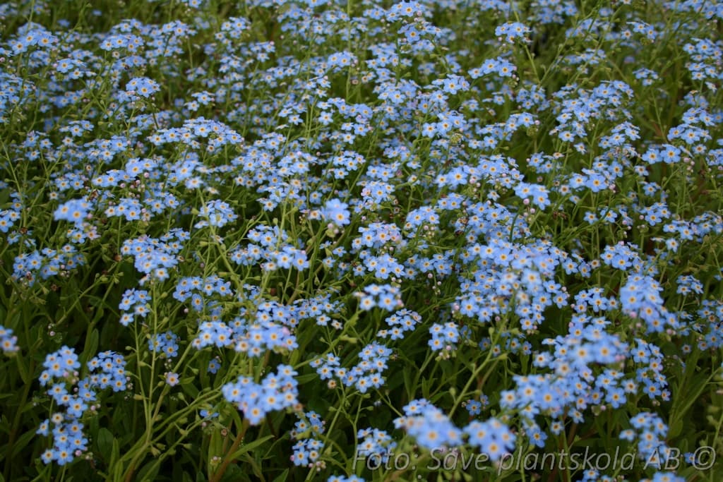 Myosotis scorpioides 'Thuringen'