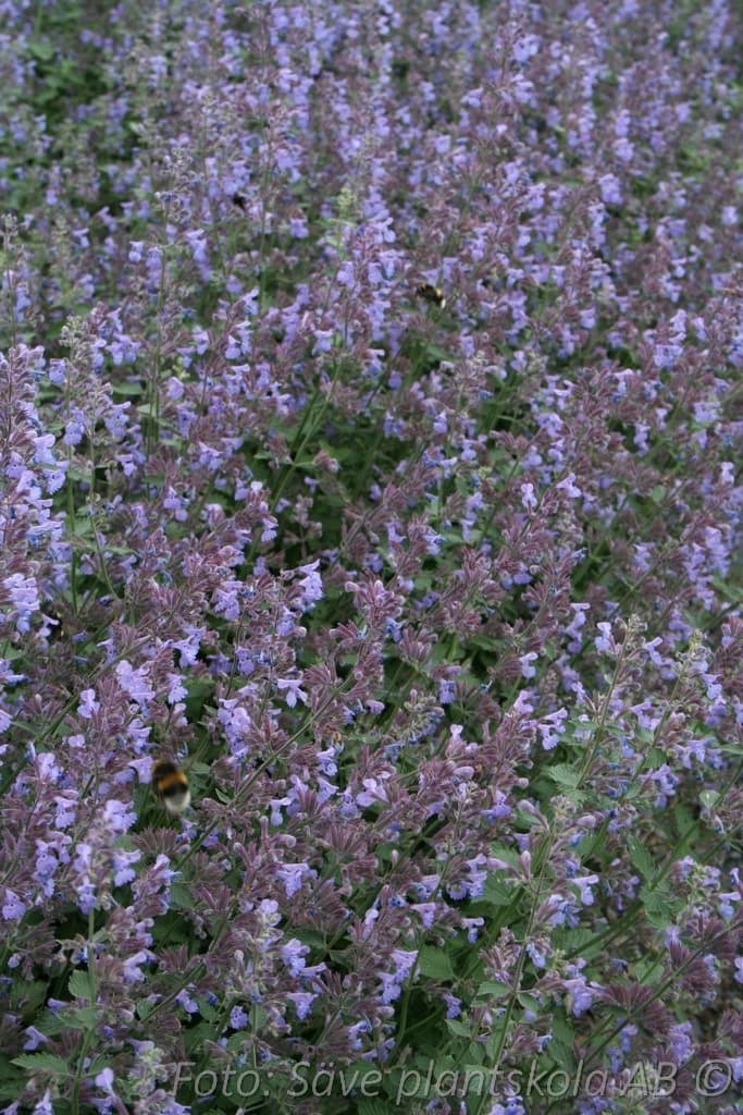 Nepeta faassenii