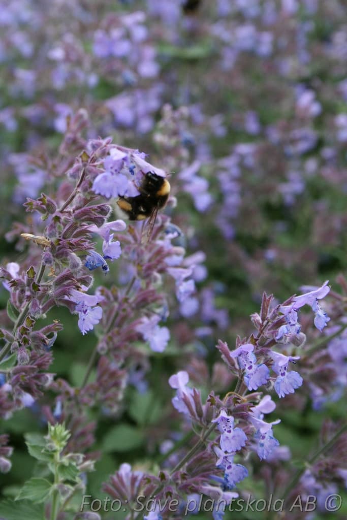 Nepeta faassenii  'Kit Cat'