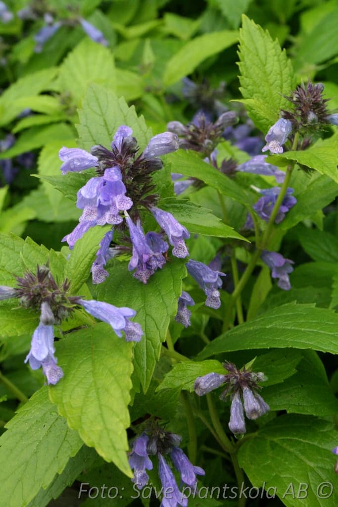 Nepeta subsessilis