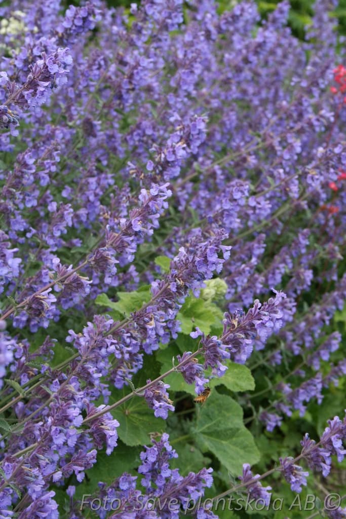 Nepeta faassenii 'Six Hills Giant'