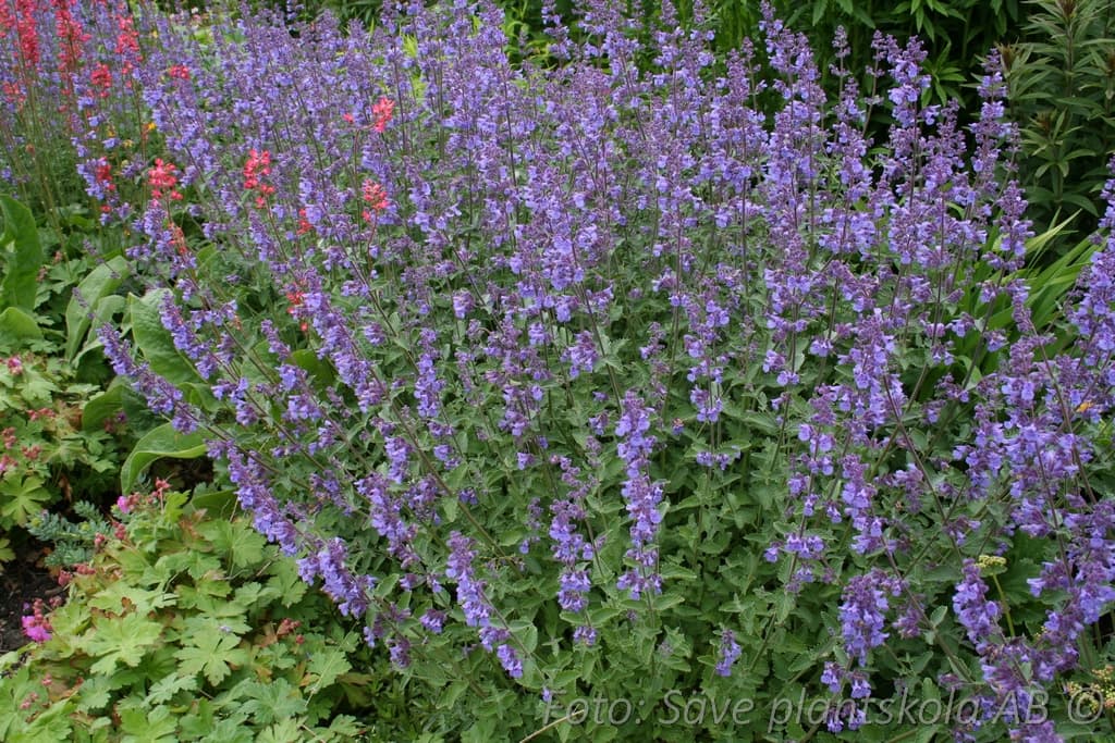 Nepeta faassenii 'Walker's Low'