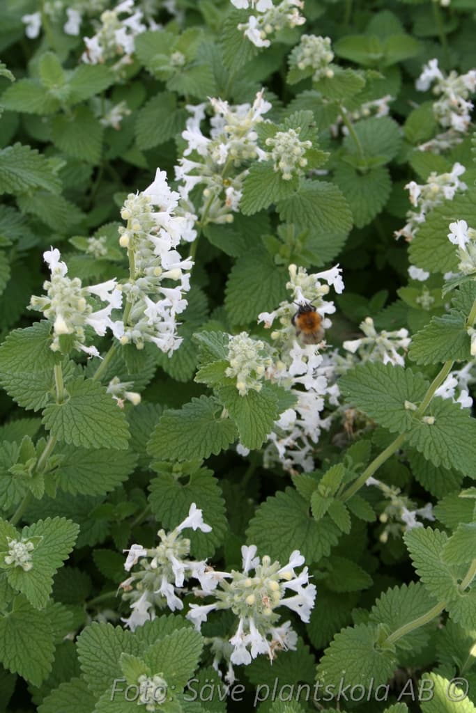 Nepeta racemosa 'Snowflake'