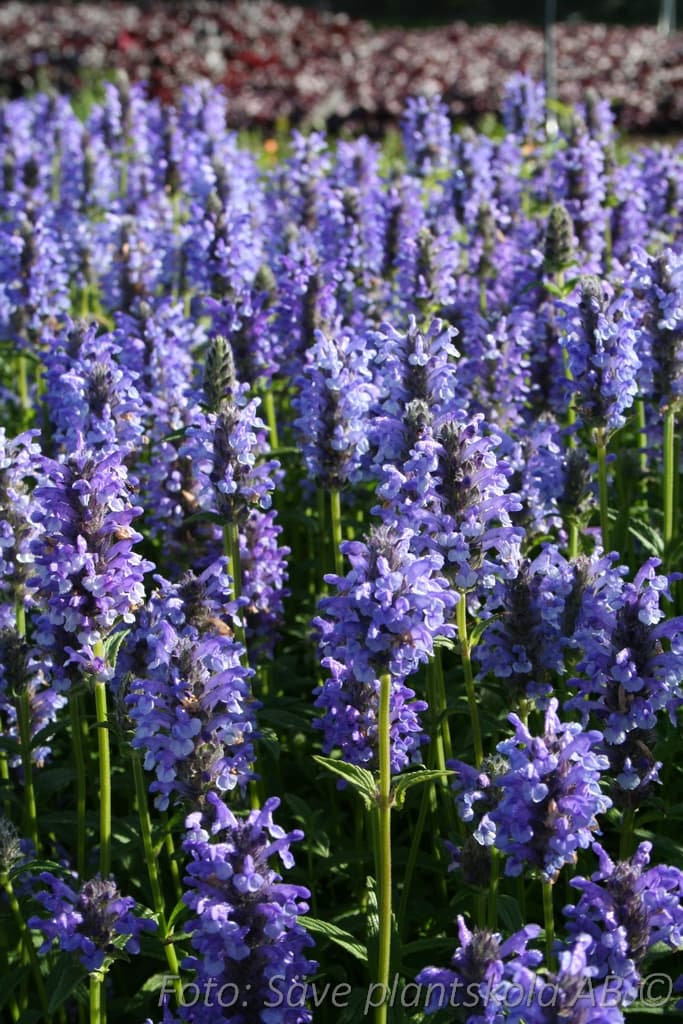 Nepeta nervosa