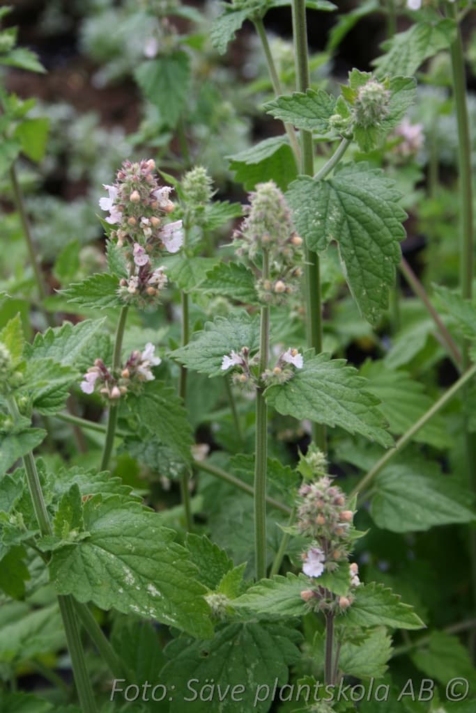 Nepeta cataria
