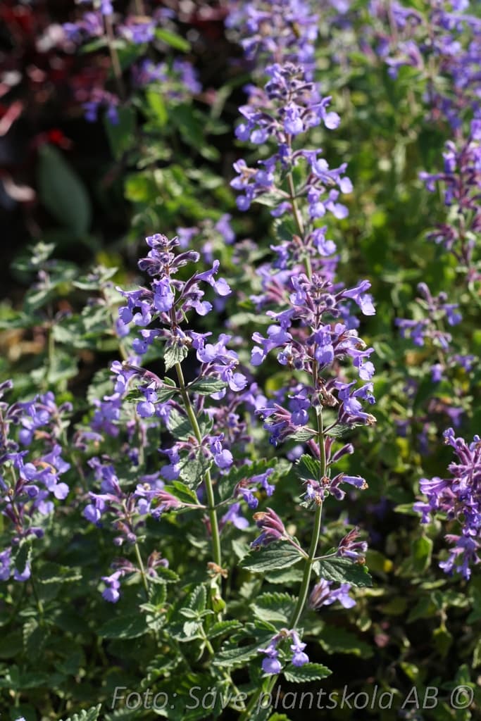 Nepeta faassenii 'Junior Walker' (PBR)