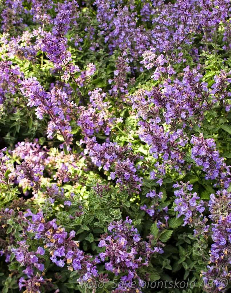 Nepeta faassenii 'Cat's Meow'