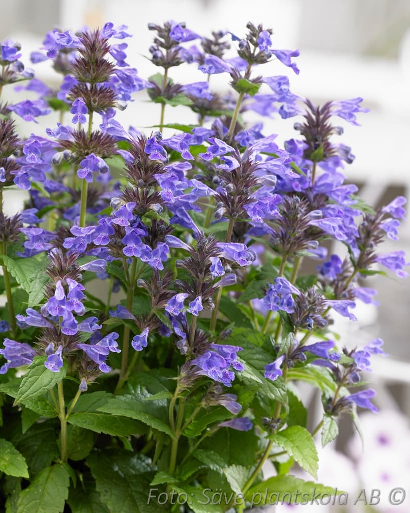 Nepeta 'Neptune' (PBR)