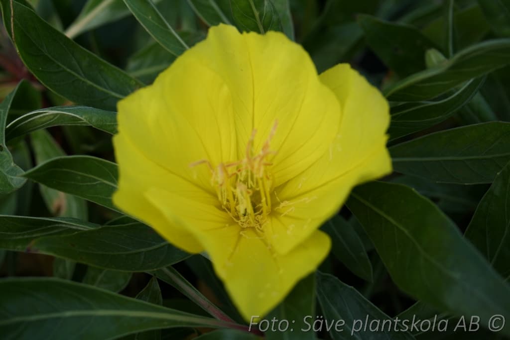 Oenothera macrocarpa