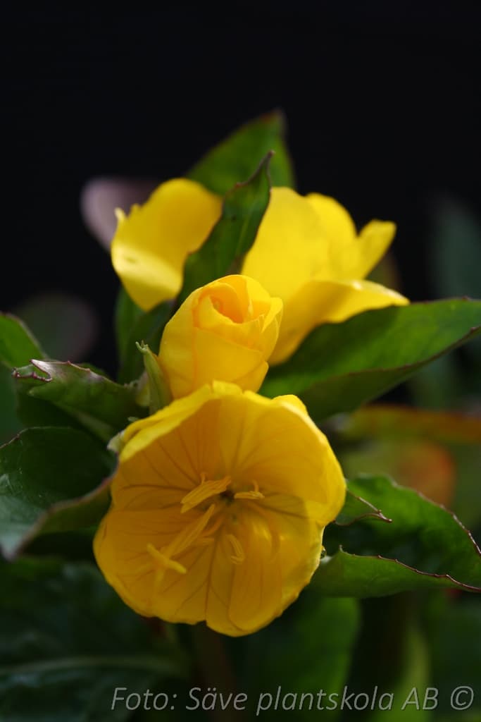 Oenothera fruticosa 'Fyrverkeri'