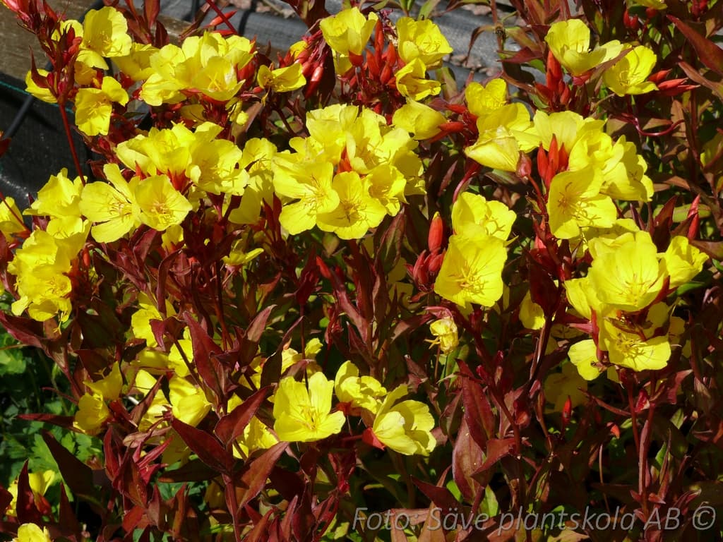 Oenothera fruticosa 'Erica Robin'