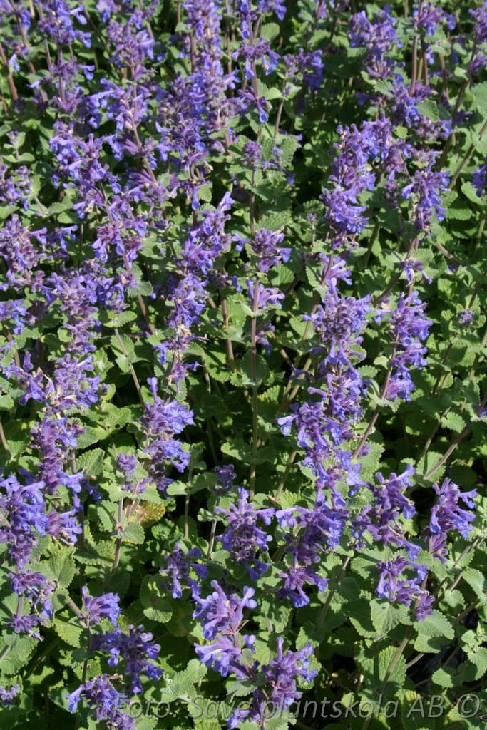 Nepeta racemosa 'Superba'