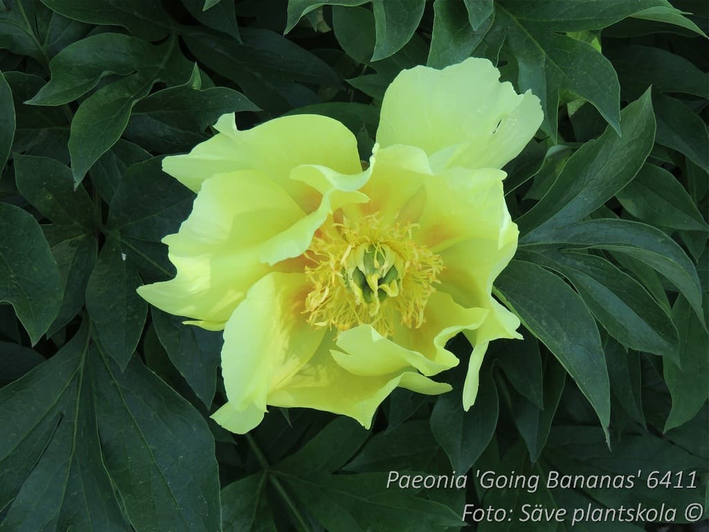 Paeonia 'Going Bananas'