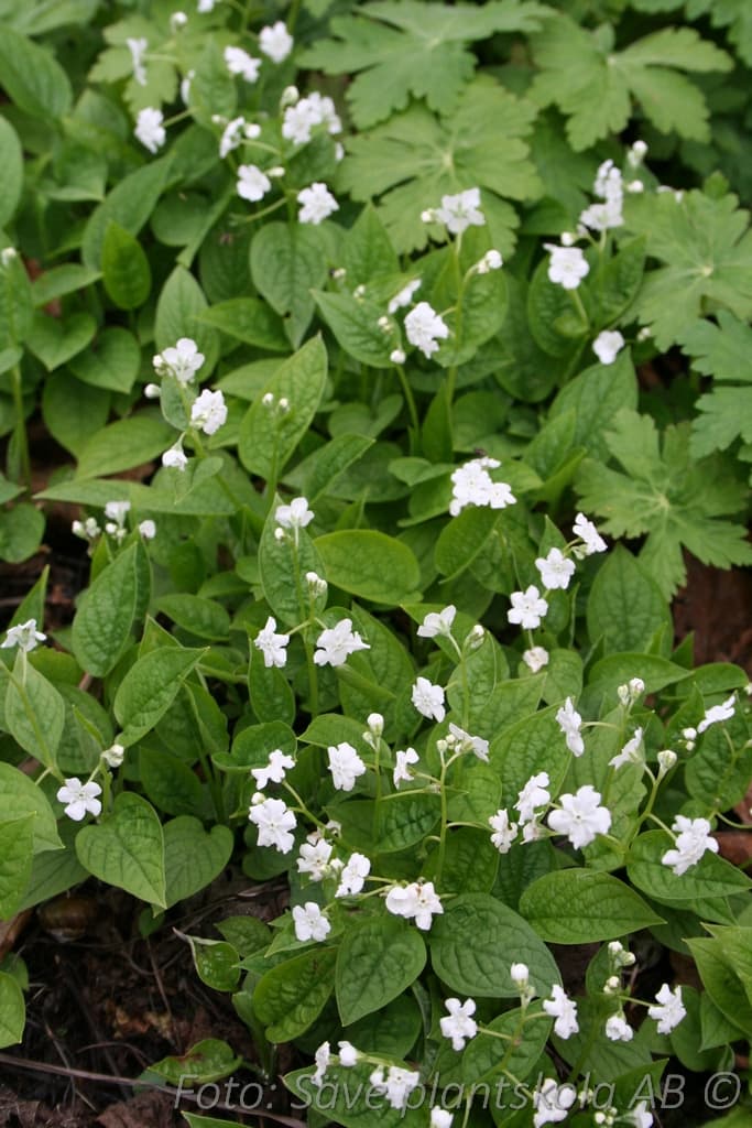 Omphalodes verna 'Alba'