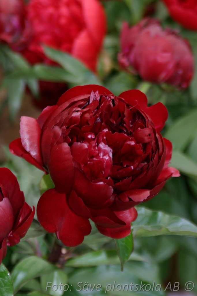 Paeonia lactiflora 'Peter Brand'