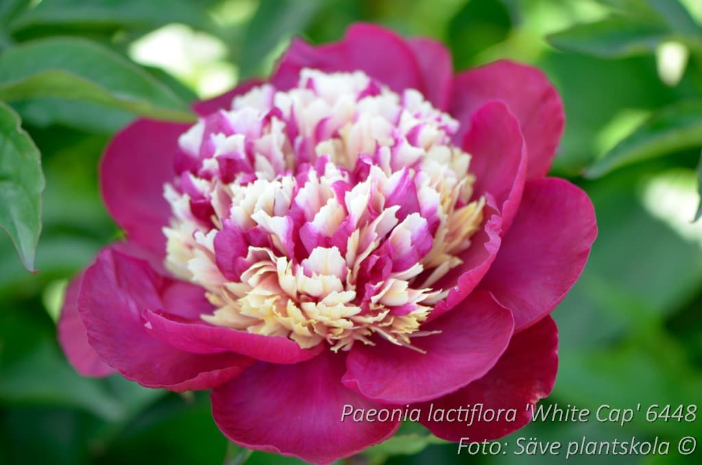 Paeonia lactiflora 'White Cap'