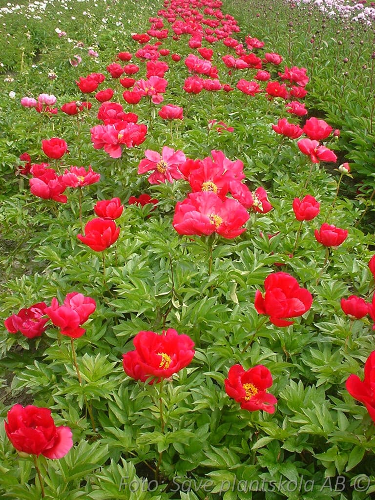 Paeonia lactiflora  'Blaze'