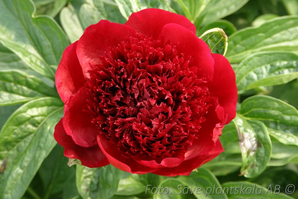 Paeonia lactiflora 'Red Charm'