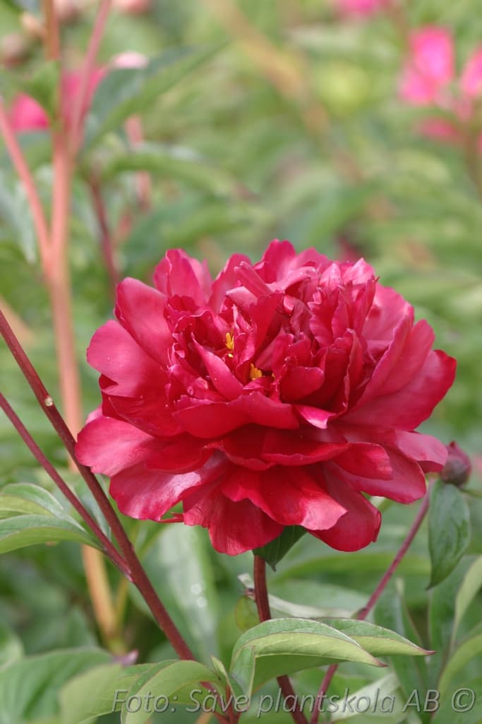 Paeonia lactiflora 'Adolphe Rousseau'
