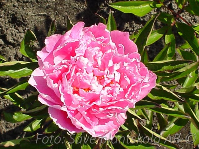 Paeonia lactiflora 'Alexander Fleming'