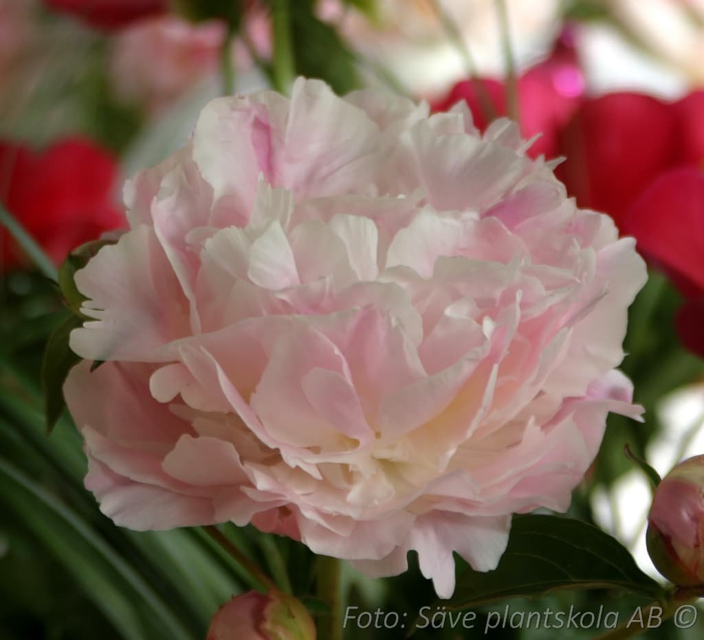 Paeonia lactiflora 'Catherine Fonteyn'