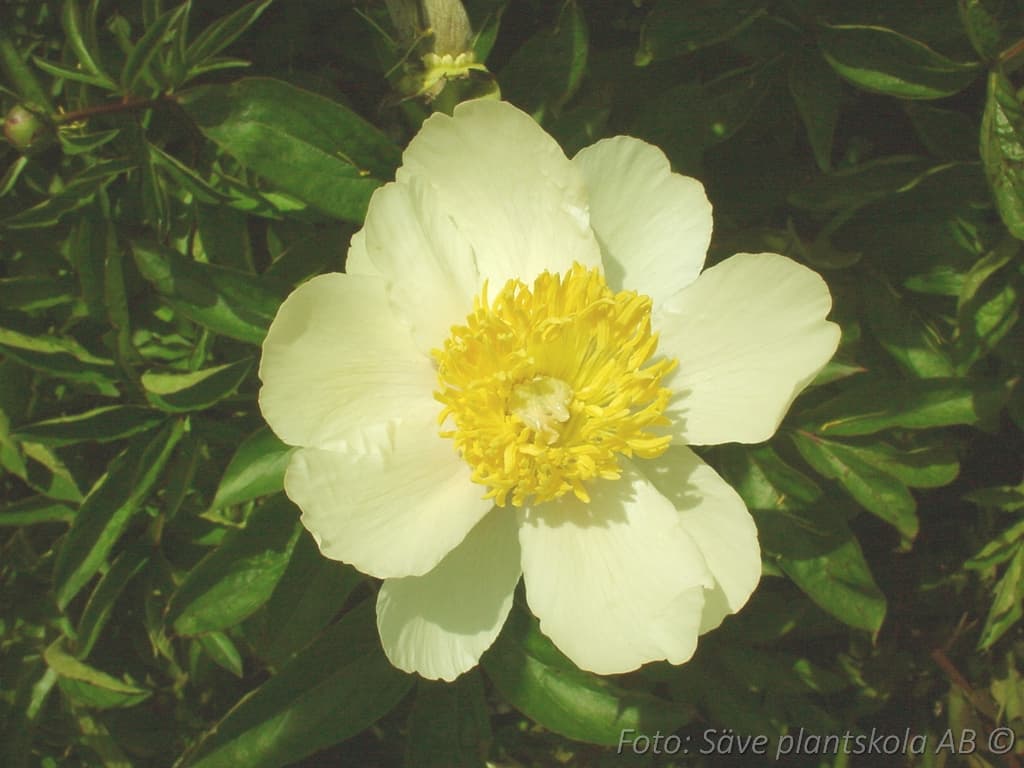 Paeonia lactiflora 'Claire de Lune'