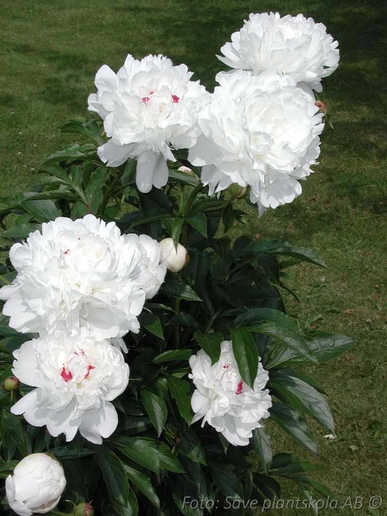 Paeonia lactiflora 'Festiva Maxima'