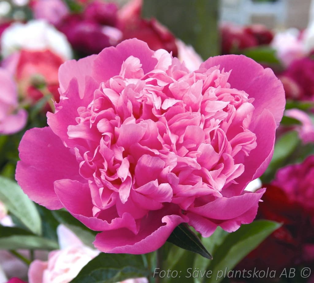 Paeonia lactiflora 'Edulis Superba'