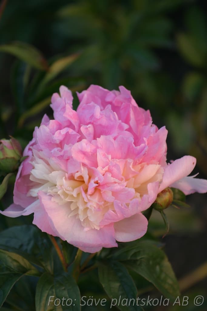 Paeonia lactiflora 'Raspberry Sundae'