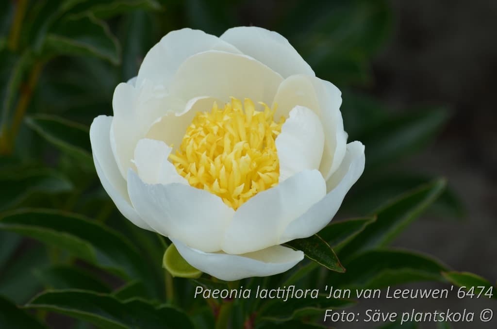 Paeonia lactiflora 'Jan van Leeuwen'