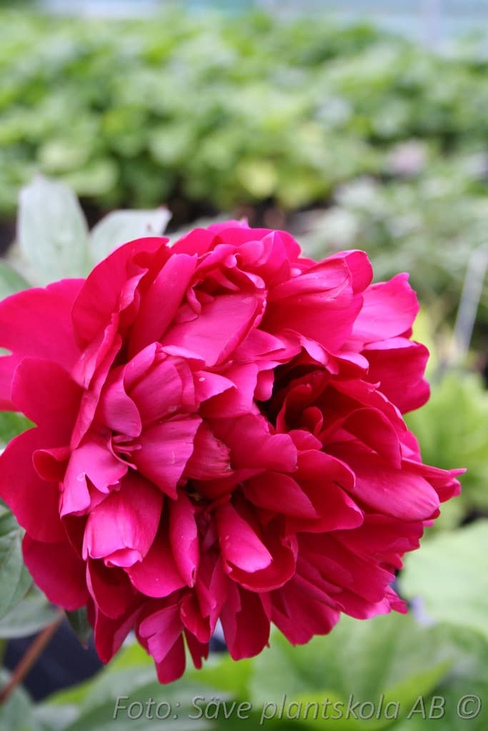 Paeonia lactiflora 'Inspecteur Lavergne'