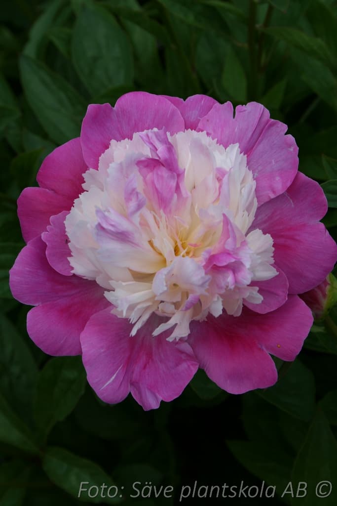 Paeonia lactiflora 'Gay Paree'