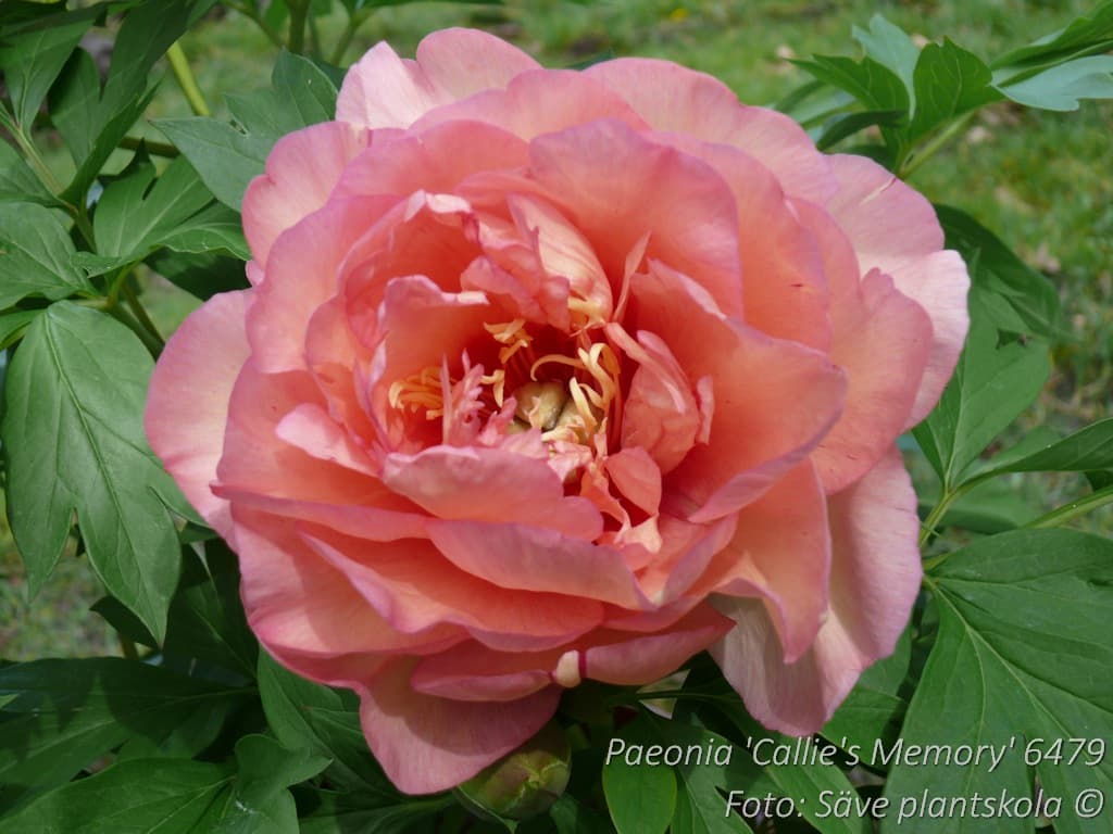 Paeonia 'Callie's Memory'
