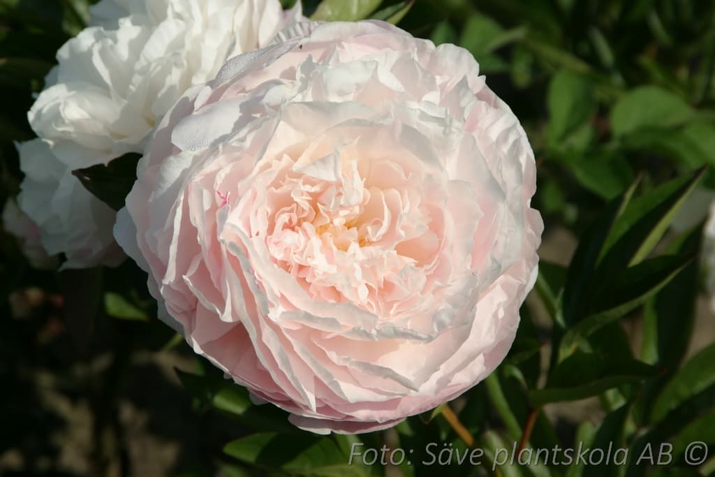Paeonia lactiflora 'Mother's Choice'