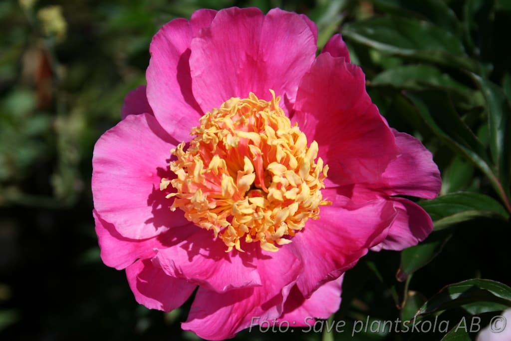 Paeonia lactiflora 'Nymphe'
