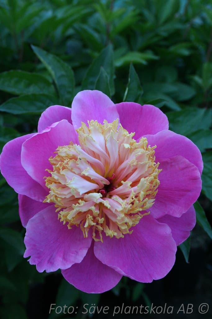 Paeonia lactiflora 'Doreen'