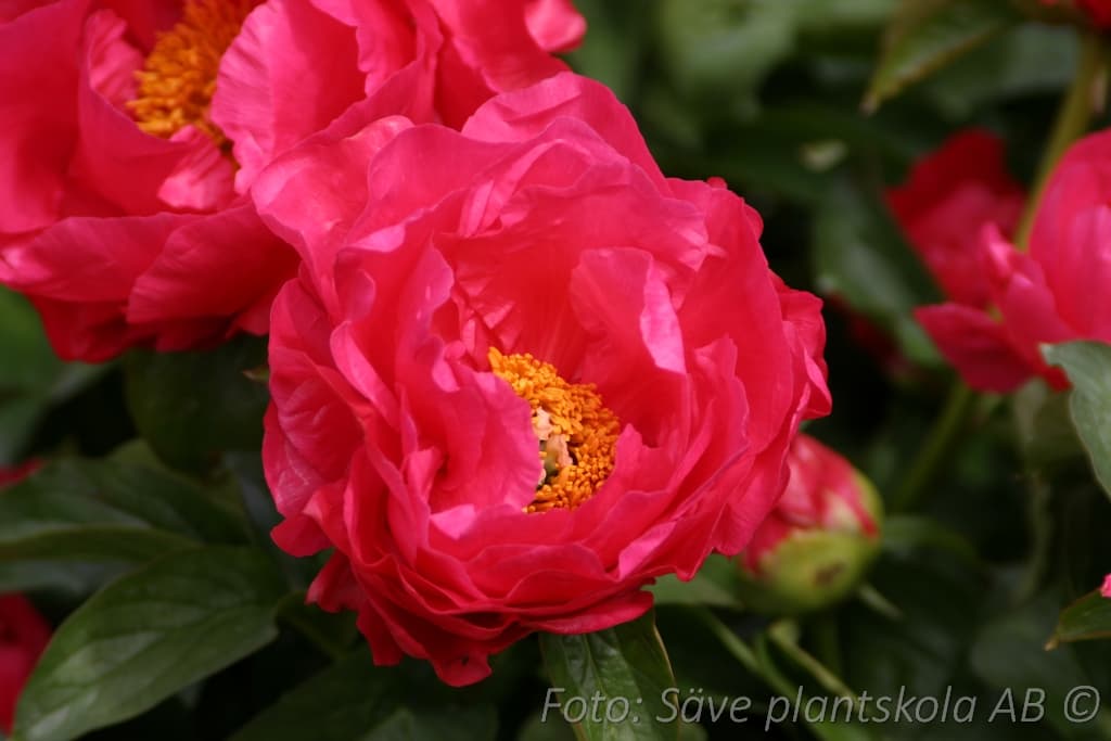 Paeonia lactiflora 'Paula Fay'