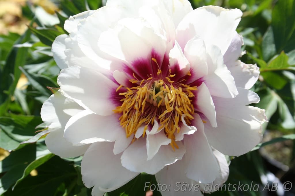 Paeonia 'Cora Louise'