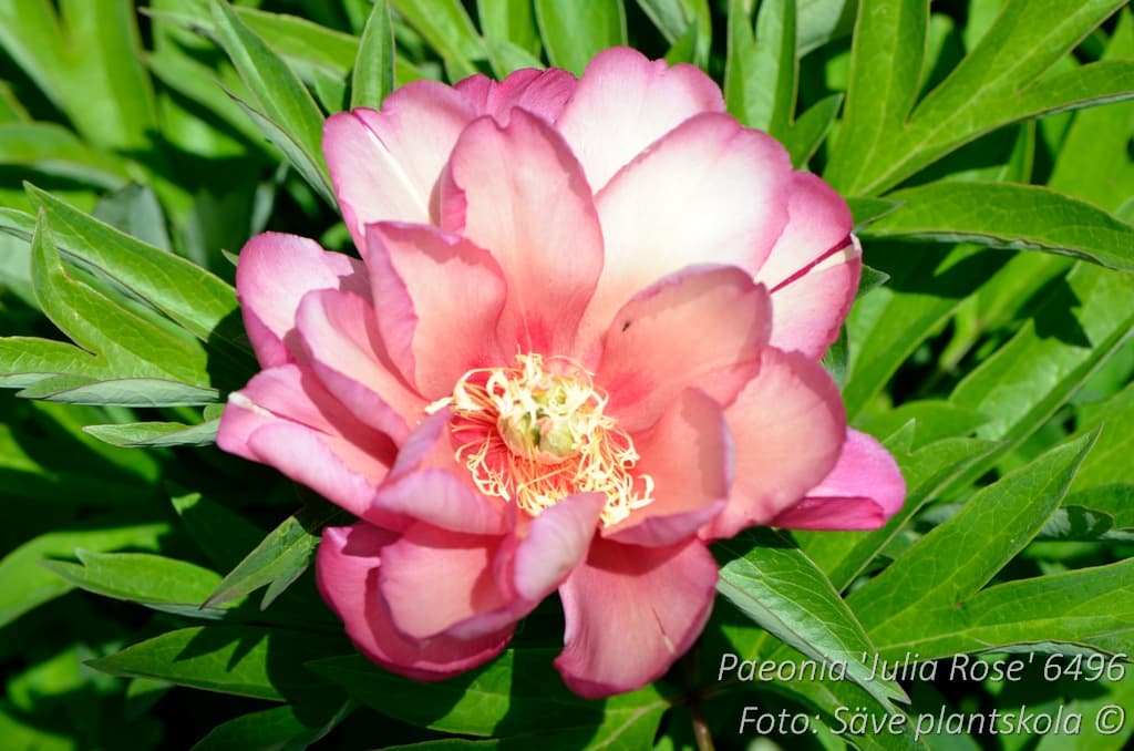 Paeonia 'Julia Rose'