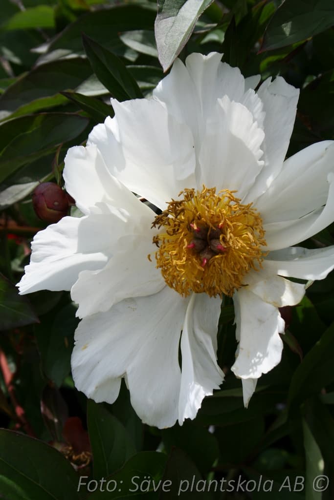 Paeonia lactiflora  'White Wings'