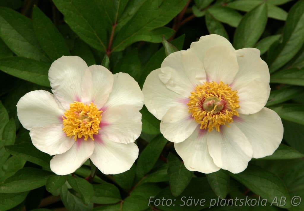 Paeonia lactiflora  'Starlight'