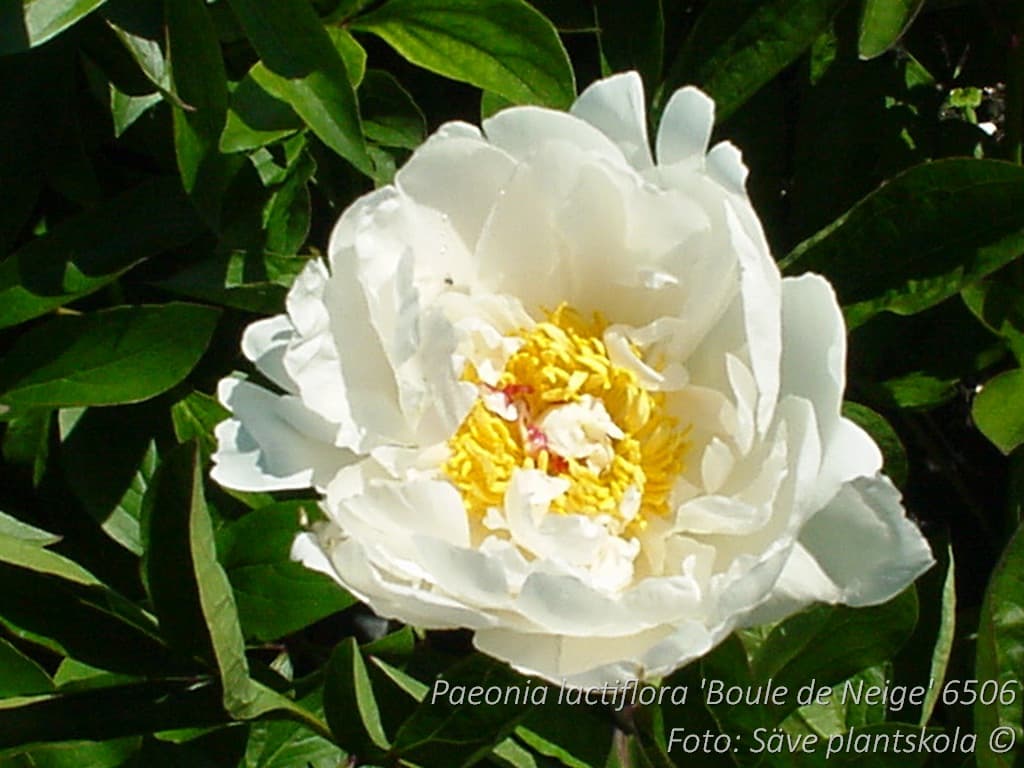 Paeonia lactiflora 'Boule de Neige'