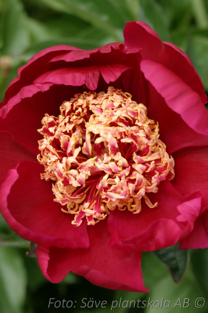 Paeonia lactiflora 'Nippon Beauty'