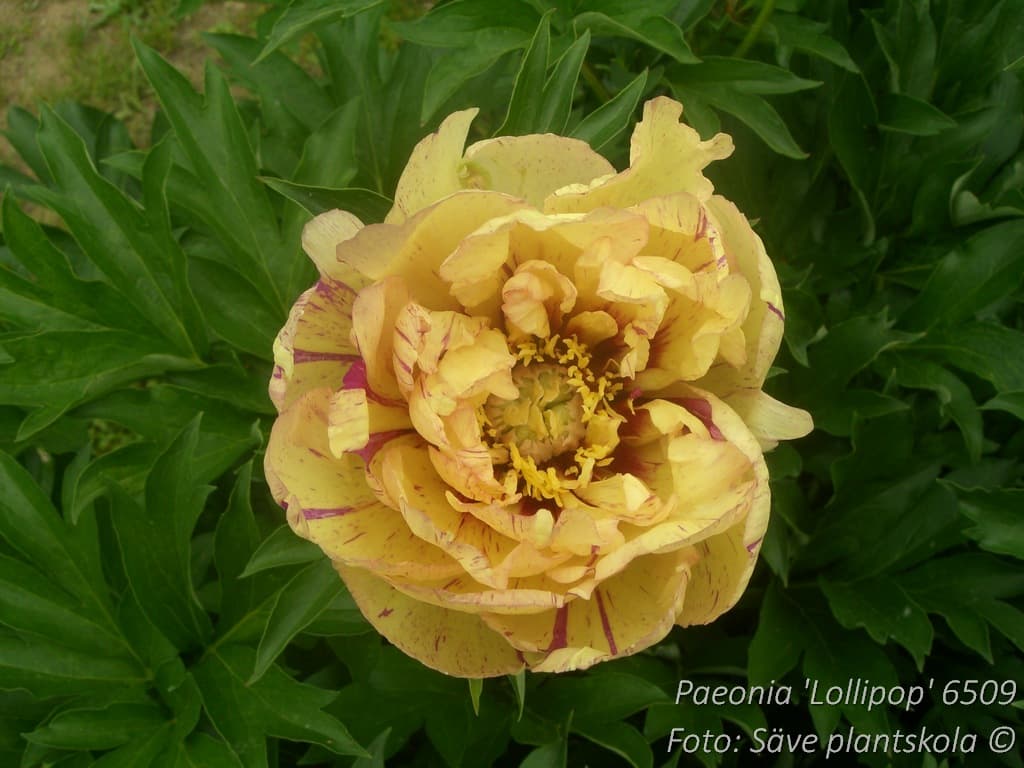 Paeonia 'Lollipop'