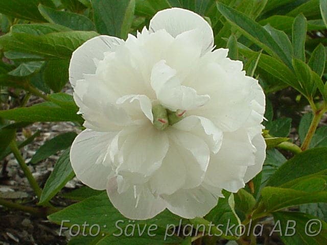 Paeonia officinalis 'Alba Plena'