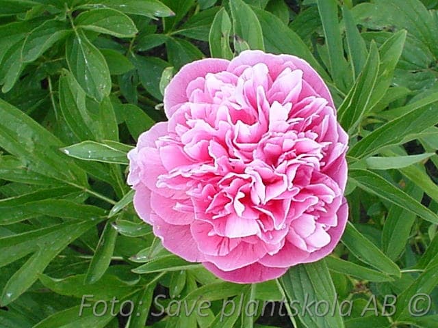 Paeonia officinalis 'Rosea Plena'